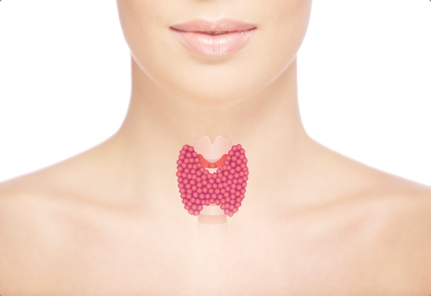 Thyroid: Possible complaints and symptoms